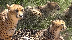Ann van Dyk Cheetah Centre